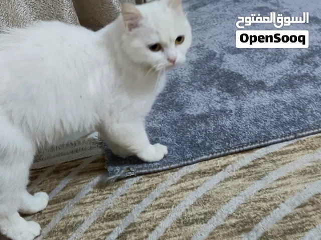 نثية شيرازي للبيع سعر 25 الف  واتساب فقط