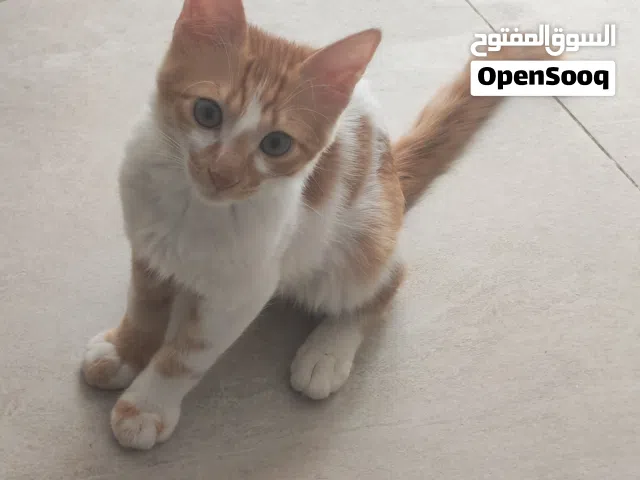 قطة او بسة للتبني