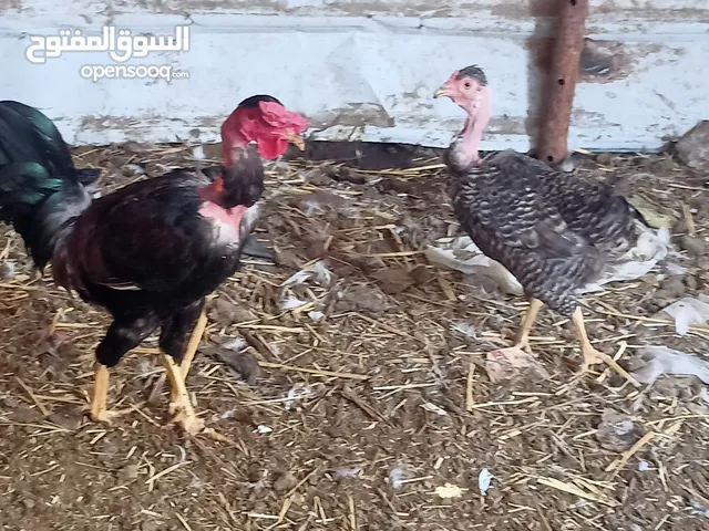 زوج دجاج عرب ابو اركيبا للبيع