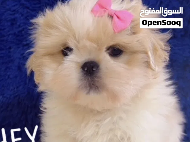 شيتزو بيور تربيه داخل المنزل بعناية   مناسبة للشقق والعائلات