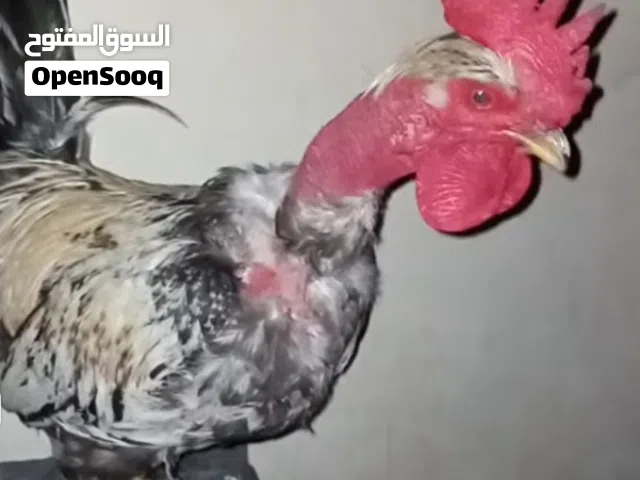 يوجد ديك ابو عنوق للبيع اموره طيبه وتحمل حراره والبرد لا يعاني من اي مرض