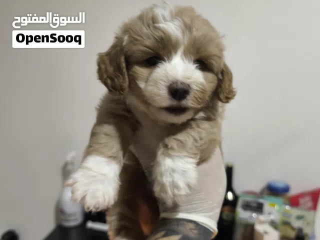 Maltipoo designer color