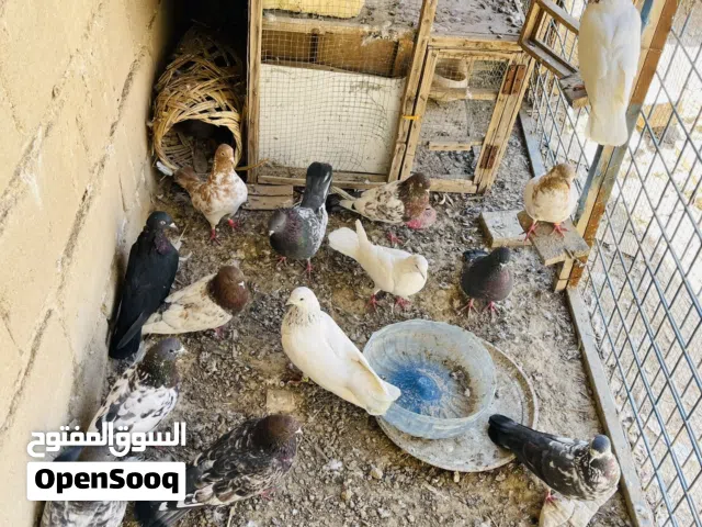 للبيع حمام تار حمام كله ايطير اوصاحي