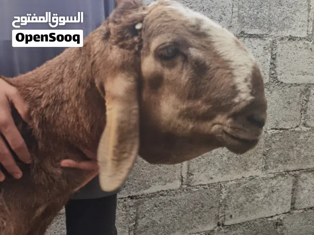 كبش سوداني سواكن حميري للبيع