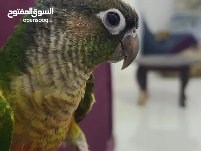 بسم الله ما شاء الله كنيور انناس اليف الى ابعد الحدود وعليه حركات ياسلام، " لايمل حتى تمل "