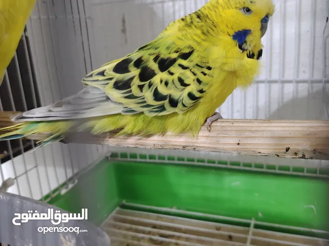 جواز منتجه تحتها فراخ وبيض