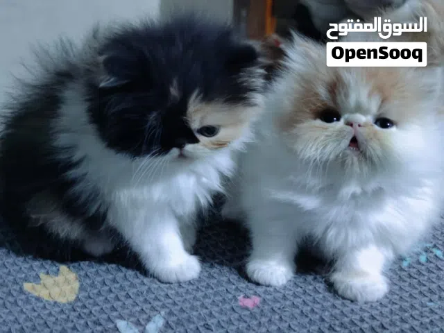 قطط بيرشن زورار توب