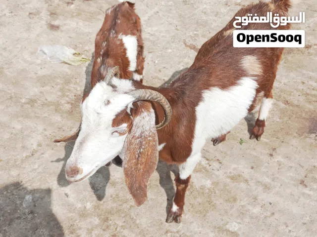 نتايه ملس ومعاها دكر بحبو ونتايه