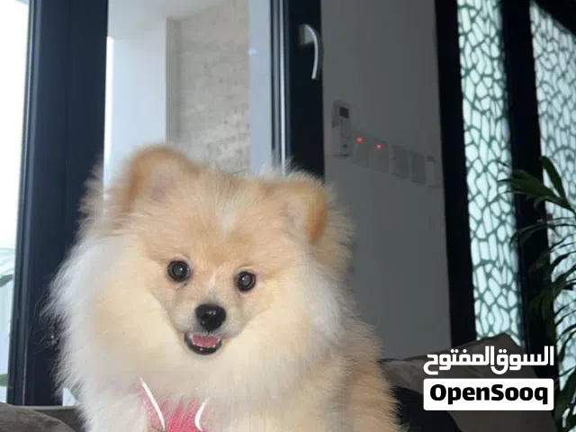 للبيع كلب بومرينيان