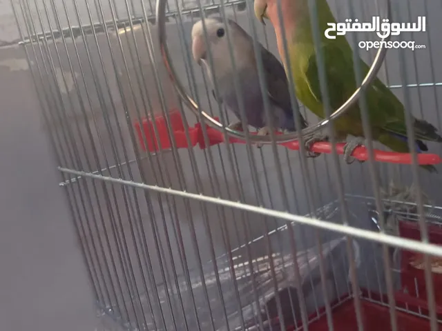 جوز روز إقرأ الوصف