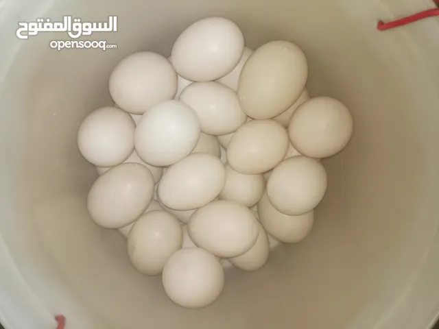بيض بش مصري ملحق البيع شرط الفحص