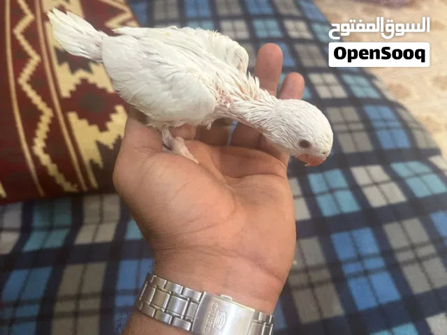ببغاء افراخ دره الوان نادره عيون حمر التك