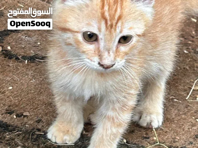 Orange stray cat