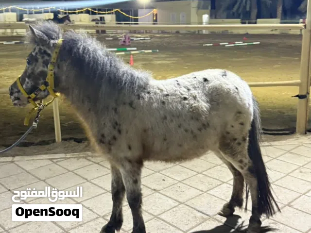 بوني (سوبرمان)