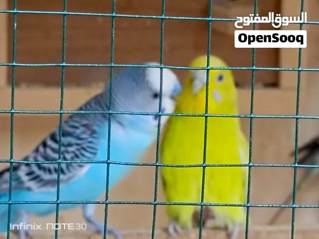 طيور حب للبيع انثى وذكر متزاوجات و4مخاليف صحه ونشاط وانتاج مكاني بغداد مدينه الصدر