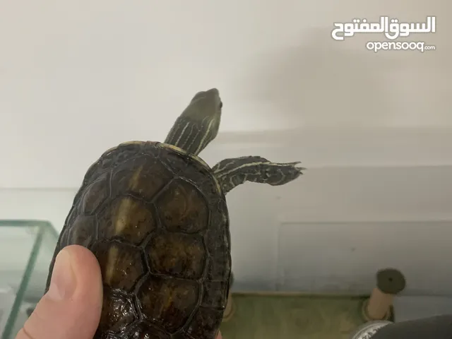 سلاحف برمائية اليفة