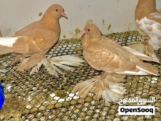 حمام للبيع اقرى الوصف