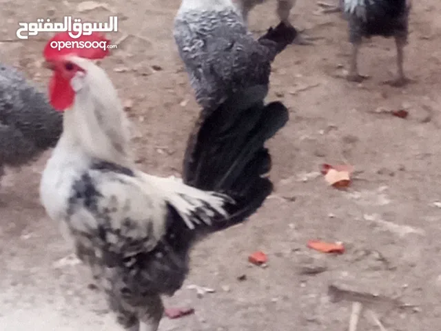 اسلام عليكم دجاج برانكز فيومي بياض