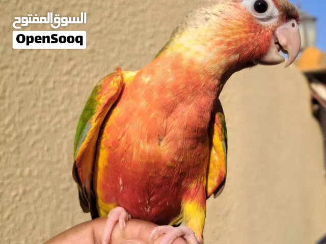 Pineapple conure dabble red factor  with red shoulder fully friendly,,,,,,