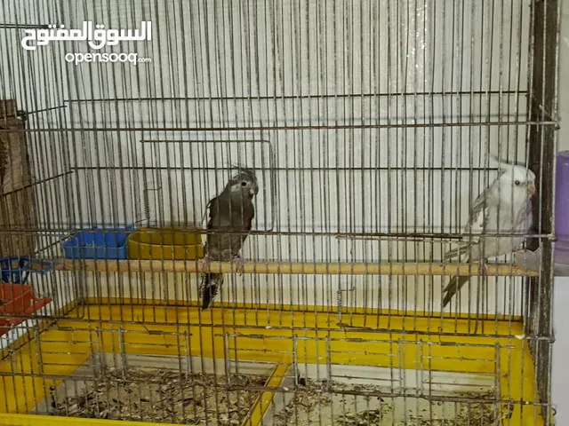 جوز كوكتيل وايت فيس تحتيهم فرخين