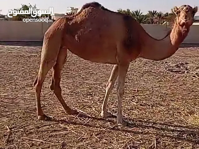 ناقة محليه حايل تصلح لحم او تربيه وفل سمنه ماشاءالله