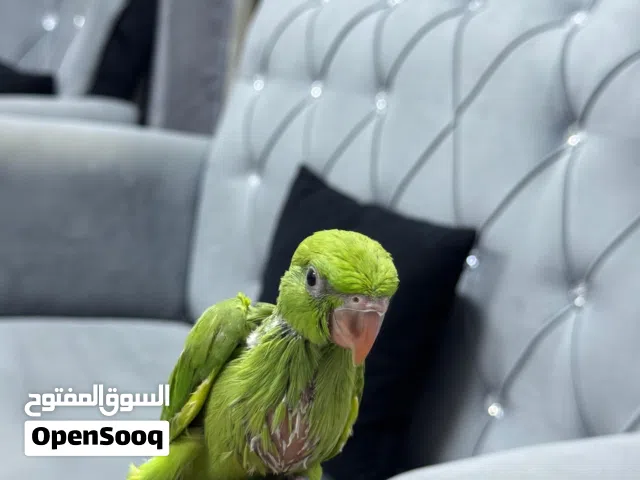 فرخ ببغاء الدره ( المتوه) نهايه الغر