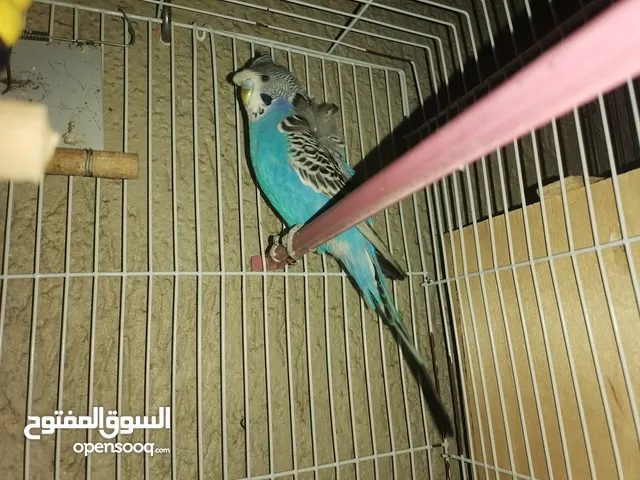 قص فلل أسترالي