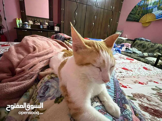 Adoption for 5 months old kittens