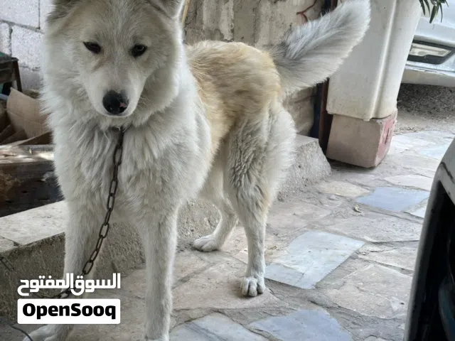 كلب هاسكي للبيع