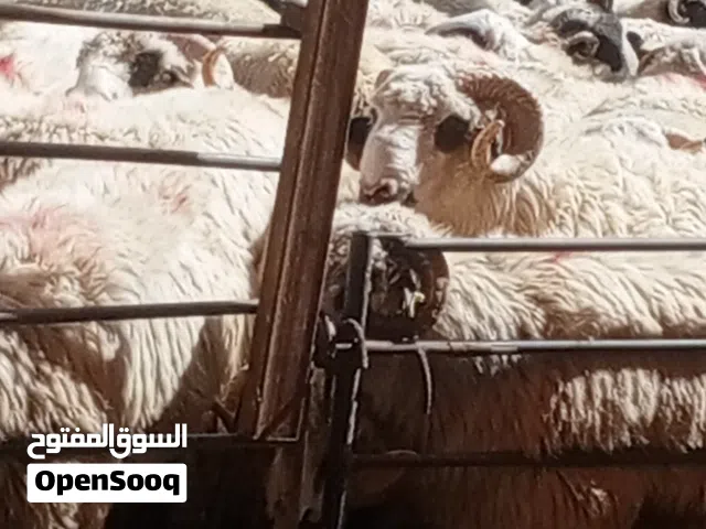 روماني اوبلدى اهلا وسهلا