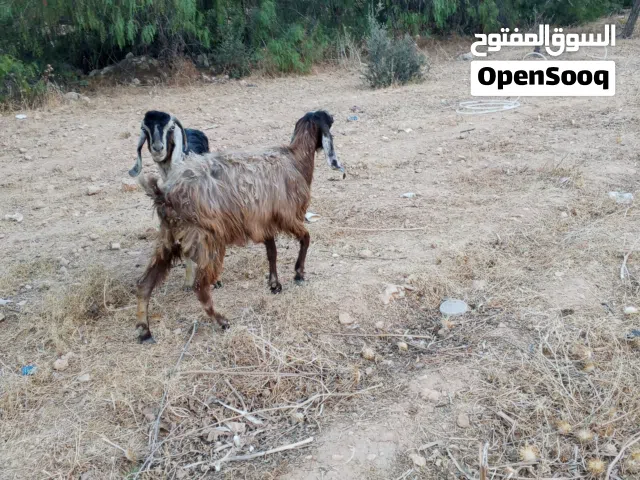 موجود غنمتين للبيع في الرصيفة