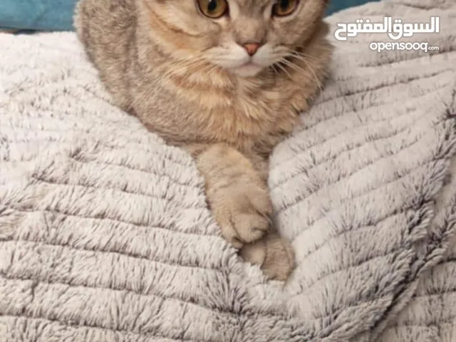 ذكر اسكوتش فولد