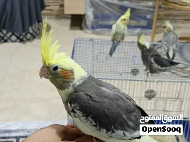 مخليف كوكتيل