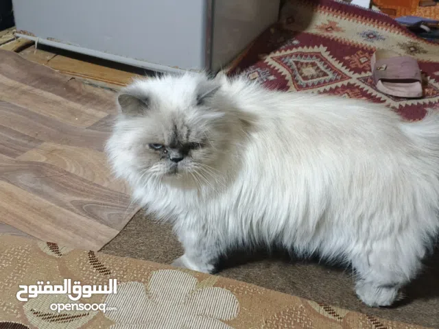 قطه للبيع حامل