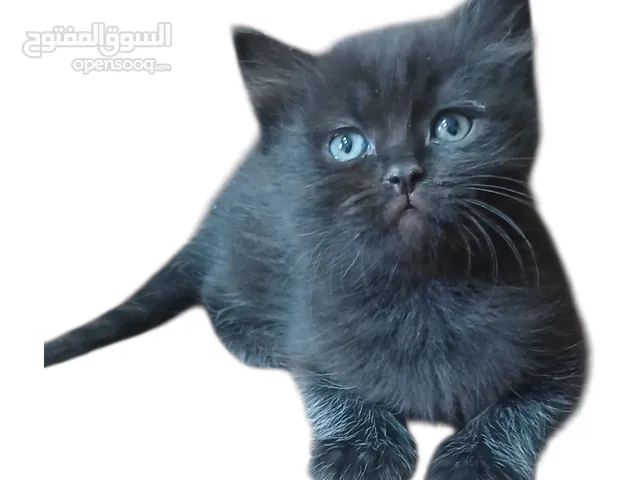 قط اسود للبيع