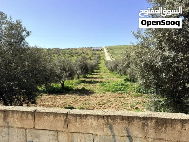 Farm Land for Sale in Mafraq Dahl