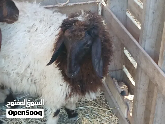 اغنام عبور