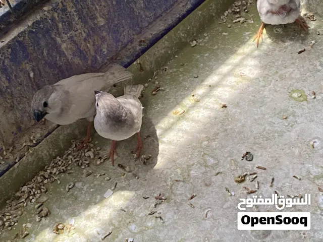 أفراخ جنه اقراء شرح