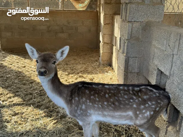 للبيع زوج غزلان الفلودير