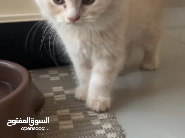 سكوتج شيرازي مكس