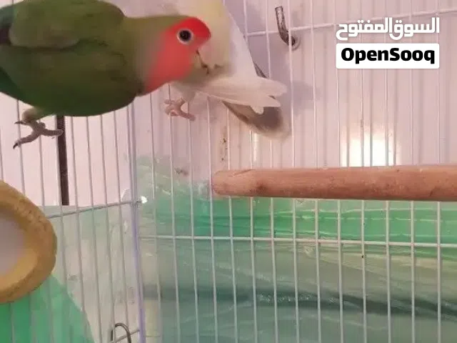 للبيع جوز روز منتج