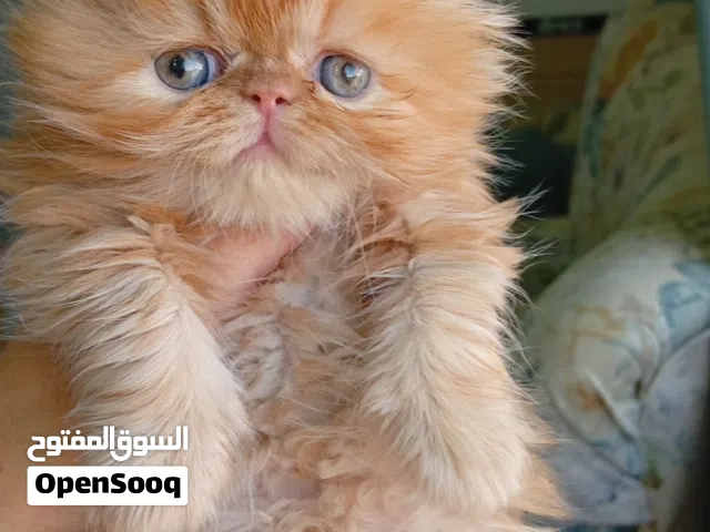 قطة جميلة بيور للبيع