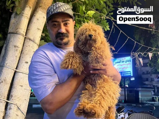 ذكر بودي اربع شهور
