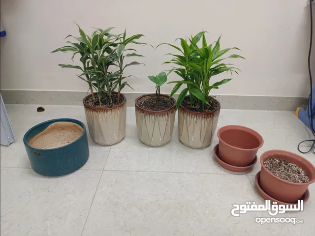 4 ceramic Designer pots (2 plants) + 2 plastic pot with Tray There is no damage