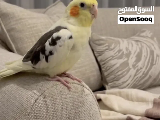 طير كروان بايد - أليف جداً (مع القفص) في الدمام