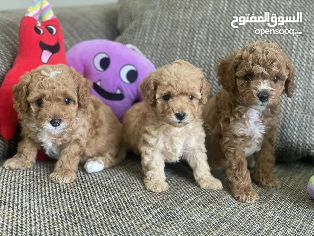 Top quality Toy Poodle male puppies جراوي جودة عالية توي بودل تربية صحية المكان دبي