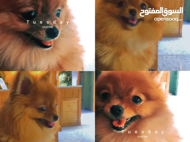 كلاب للبيع : موقع #1 في الكويت : جيرمن شيبرد : هسكي : بيتبول : كلاب للبيع  وللتبني