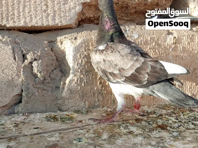 متاح افراخ زواجل