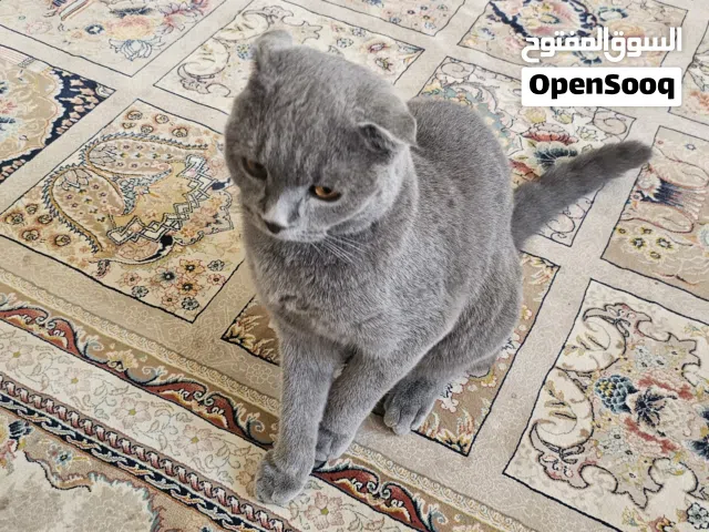 قط سكوتيش فولد Scottish Fold Cat for Sale