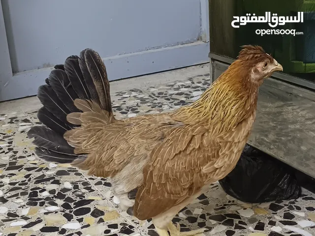 دجاج عرب وافراخ